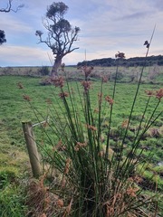 Juncus procerus