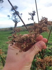 Juncus procerus