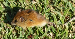 Dendromus mesomelas