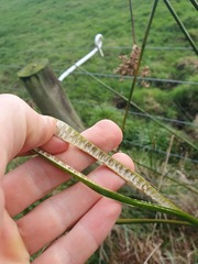 Juncus procerus