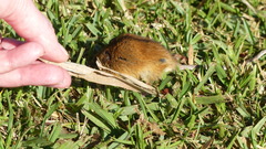 Dendromus mesomelas