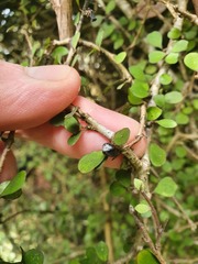 Pittosporum obcordatum