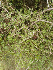 Pittosporum obcordatum