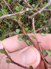 Pittosporum obcordatum