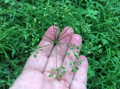 Perideridia americana