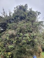 Pittosporum obcordatum