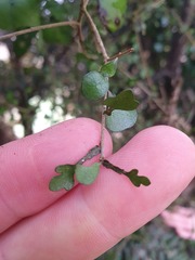 Pittosporum obcordatum
