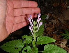 Scutellaria columnae