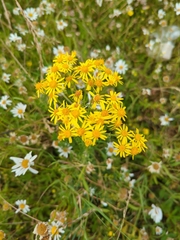Jacobaea vulgaris