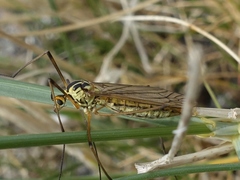 Nephrotoma submaculosa