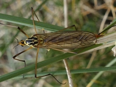 Nephrotoma submaculosa