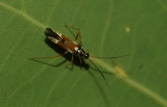 Cyllecoris histrionius