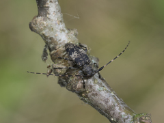 Leiopus linnei