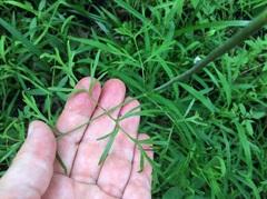 Perideridia americana