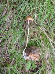 Psilocybe alutacea
