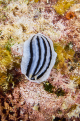 Phyllidiopsis xishaensis