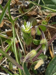 Cerastium diffusum