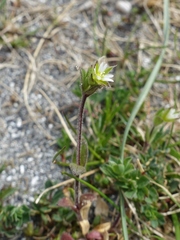Cerastium diffusum