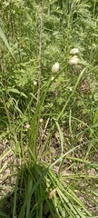 Allium angulosum
