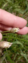 Allium angulosum