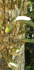 Pyrrosia confluens