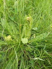 Crepis conyzifolia