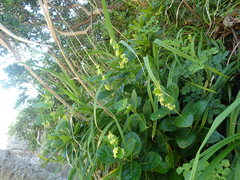 Vincetoxicum japonicum