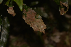 Acrocercops chionosema