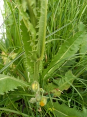 Crepis conyzifolia