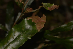 Acrocercops chionosema