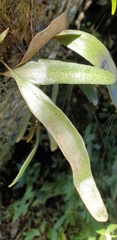 Pyrrosia confluens