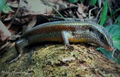 Eutropis lankae