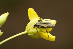 Oedemera flavipes
