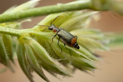 Clanoptilus marginellus