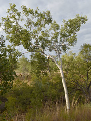 Corymbia confertiflora