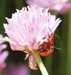 Lilioceris merdigera