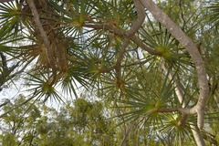 Pandanus cookii