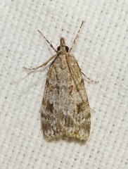 Scoparia ambigualis