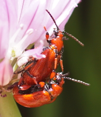 Lilioceris merdigera