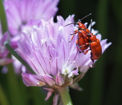 Lilioceris merdigera