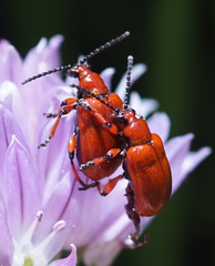 Lilioceris merdigera