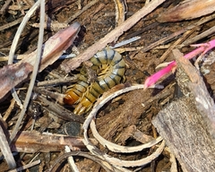 Ethmostigmus rubripes