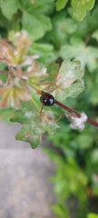 Harmonia axyridis