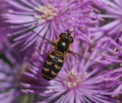 Lapposyrphus lapponicus