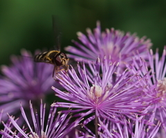 Lapposyrphus lapponicus