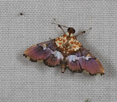 Aetholix flavibasalis