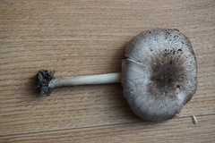 Pluteus ephebeus