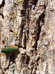Lamprodila rutilans