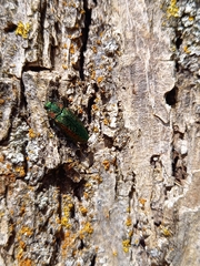 Lamprodila rutilans