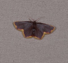 Chrysocraspeda aurimargo